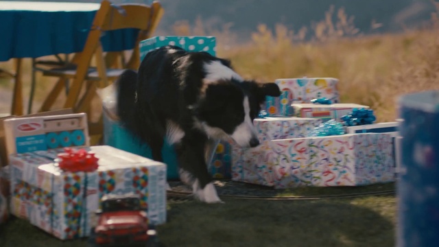 Video Reference: Dog, Canidae, Border collie, Carnivore, Fun, Dog breed, Play, Sporting Group, Companion dog, English springer spaniel