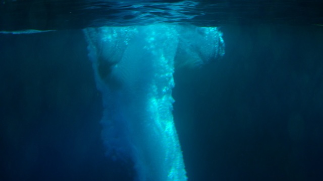 Video Reference: Water, Aqua, Blue, Underwater, Turquoise, Marine biology, Teal, Azure, Marine mammal, Organism