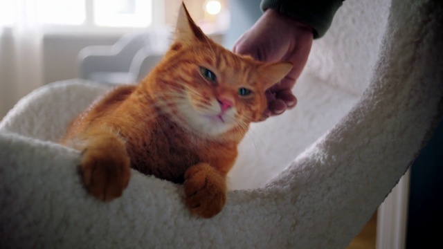 Video Reference: Cat, Mammal, Small to medium-sized cats, Felidae, Whiskers, Carnivore, Tabby cat, Kitten, European shorthair, Domestic short-haired cat