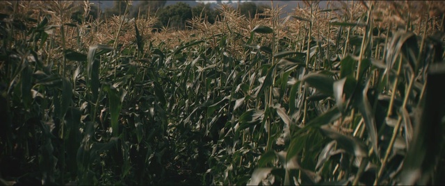 Video Reference: Crop, Field, Cash crop, Agriculture, Plant, Grass, Grass family, Adaptation, Sorghum, Food grain