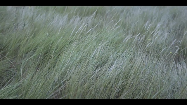 Video Reference: ecosystem, grass, prairie, grassland, grass family, ecoregion, barley, steppe, crop, field