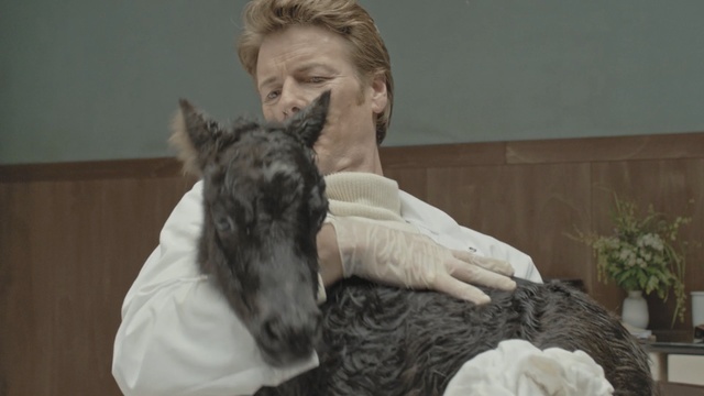 Video Reference: dog, dog breed, dog like mammal, snout, carnivoran, fur, Person