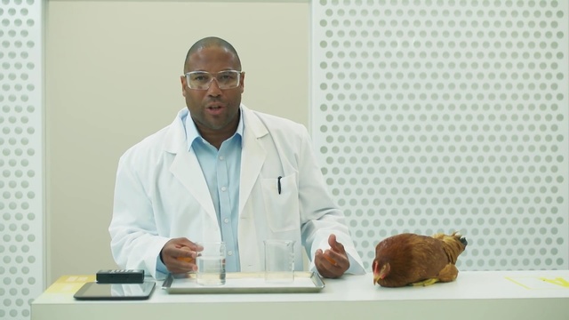 Video Reference: man, laboratory, experiment, chicken, white walls, studio, Person