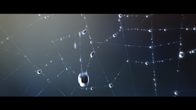 Video Reference: Spider web, Water, Moisture, Drop, Sky, Atmosphere, Dew, Macro photography, Invertebrate, Photography
