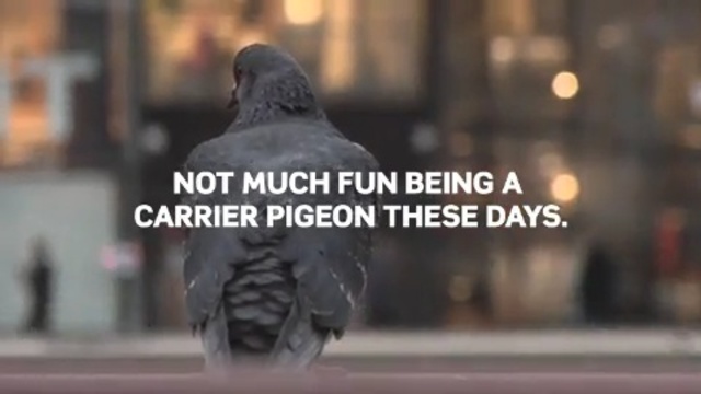 Video Reference: photo caption, beak, pigeons and doves, font