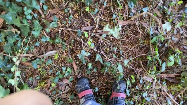 Video Reference: Plant, Footwear, Soil, Grass, Tree, Adaptation, Plant community, Jungle, Groundcover, Trail