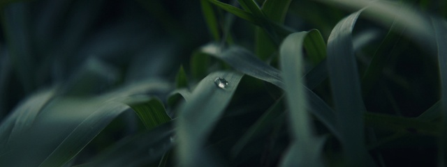 Video Reference: Green, Water, Nature, Leaf, Plant, Close-up, Botany, Macro photography, Moisture, Grass