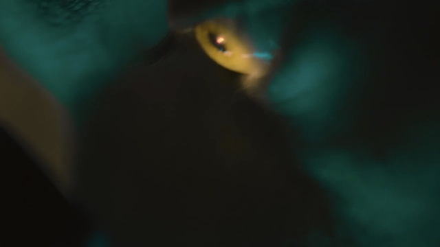 Video Reference: Blue, Green, Light, Turquoise, Eye, Darkness, Macro photography, Mouth, Iris, Photography