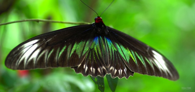 Video Reference: Butterfly, Insect, Invertebrate, Moths and butterflies, Pollinator, Wing, Organism, Arthropod, Plant, Wildlife