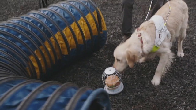 Video Reference: Dog breed, Dog, Canidae, Sporting Group, Snout, Carnivore, Tire, Automotive tire, Companion dog, Dog agility, Person