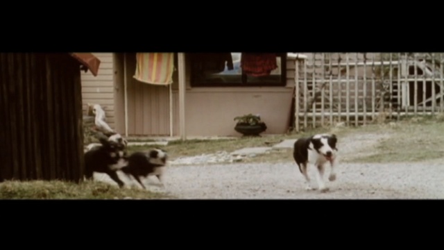 Video Reference: dog, dog like mammal, mammal, dog breed, dog breed group, animal shelter, border collie, carnivoran, Person
