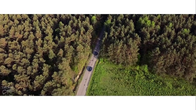 Video Reference: Vegetation, Tree, Land lot, Shrub, Plant, Biome, Woody plant, Grass, thuya, Leaf