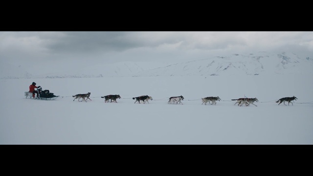 Video Reference: Sky, Herd, Snow, Winter, Sled dog, Dog sled, Mushing, Wildlife, Arctic, Canidae