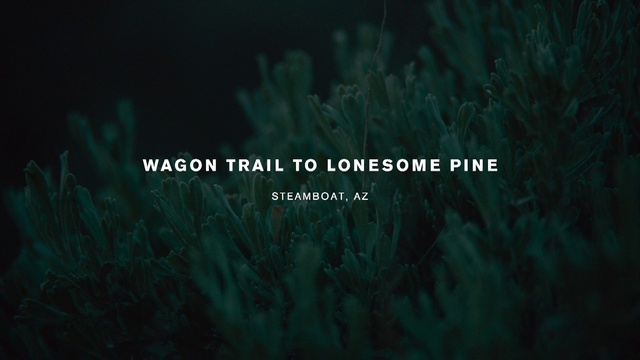 Video Reference: Green, Nature, Black, Vegetation, Text, Organism, Grass, Darkness, Font, Turquoise, Sitting, Holding, Yellow, Sign, Tree, Cat, Red, Rain, Flower, Reef, Aquarium, Plant