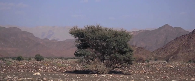 Video Reference: Tree, Vegetation, Wadi, Shrubland, Plant community, Woody plant, Plant, Ecoregion, Landscape, Chaparral
