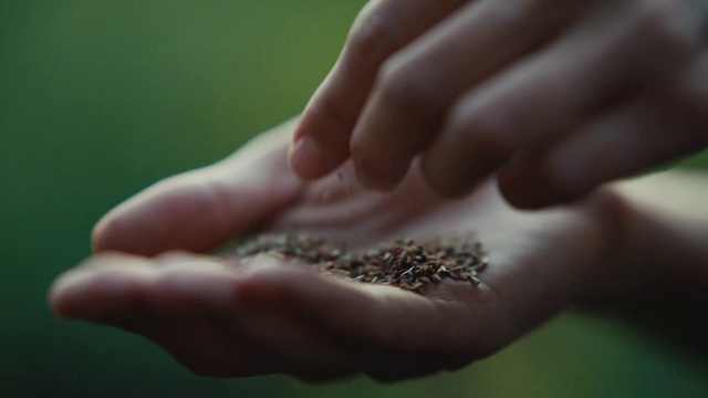 Video Reference: Hand, Nail, Seed, Plant, Finger, Grain, Food