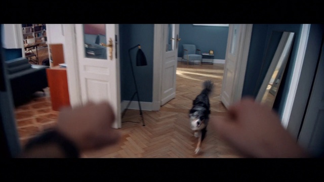 Video Reference: Floor, Hardwood, Cat, Flooring, Snapshot, Wood, Canidae, Room, Felidae, Leg