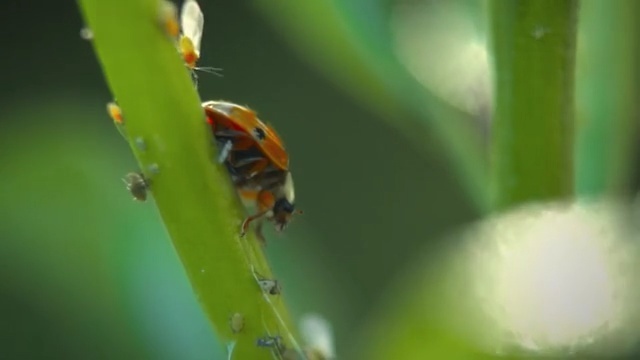 Video Reference: Insect, Macro photography, Invertebrate, Ladybug, Beetle, Pest, Plant stem, Leaf, Plant, Close-up
