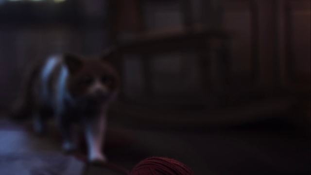 Video Reference: Canidae, Pomeranian, Whiskers, Snout, Dog breed, Carnivore, Darkness, Fur, Fawn