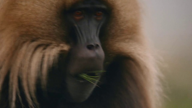 Video Reference: Vertebrate, Mandrill, Drill, Primate, bleeding-heart baboon, Snout, Close-up, Mouth, Wildlife, langur