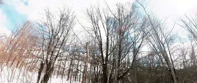 Video Reference: Tree, Woody plant, Branch, Plant, Winter, Twig, Birch, Canoe birch, Birch family