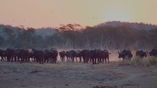 Video Reference: Herd, Wildlife, Animal migration, Bovine, Herding, Ecoregion, Sky, Grassland, Landscape, Pasture