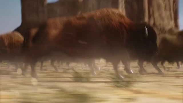 Video Reference: cattle like mammal, bison, herd, wildlife, fauna, cow goat family, ox, organism, grass, grazing