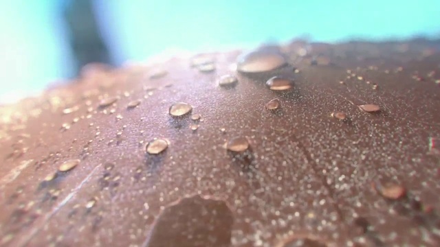 Video Reference: Moisture, Water, Dew, Drop, Macro photography, Close-up, Leaf, Plant, Photography, Rain