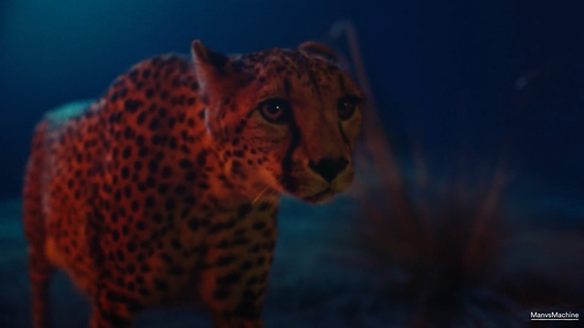 Video Reference: Wildlife, Terrestrial animal, Mammal, Felidae, Leopard, Whiskers, Big cats, Sky, African leopard, Snout