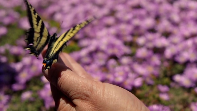 Video Reference: Cynthia (subgenus), Butterfly, Insect, Flower, Swallowtail butterfly, Moths and butterflies, Western Tiger Swallowtail, Plant, Pollinator, Eastern Tiger Swallowtail