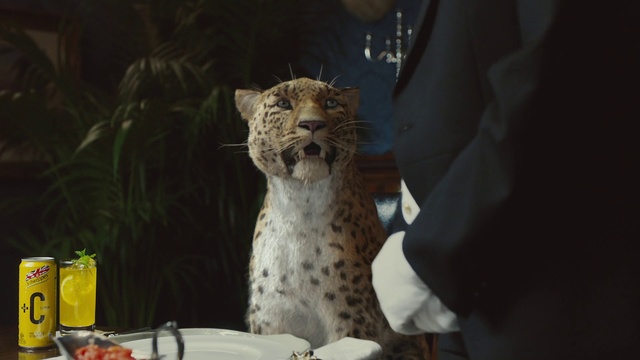 Video Reference: Felidae, Cat, Small to medium-sized cats, Whiskers, Carnivore, Wildlife, Snout, Lynx, Cheetah, Bobcat