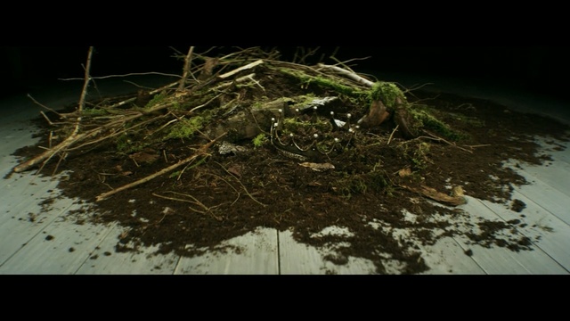 Video Reference: soil, tree, grass
