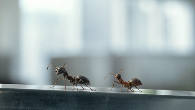 Video Reference: insect, pest, membrane winged insect, invertebrate, ant, macro photography, arthropod