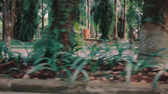 Video Reference: Vegetation, Nature, Woodland, Tree, Forest, Jungle, Natural environment, Nature reserve, Old-growth forest, Grove