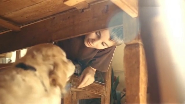 Video Reference: Retriever, Sporting Group, Golden retriever, Wood, Canidae, Dog breed, Fawn