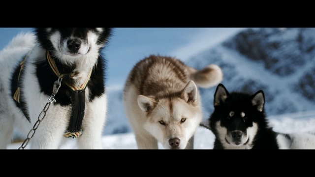 Video Reference: dog like mammal, sakhalin husky, dog, dog breed, mammal, siberian husky, dog breed group, sled dog, sled dog racing, greenland dog