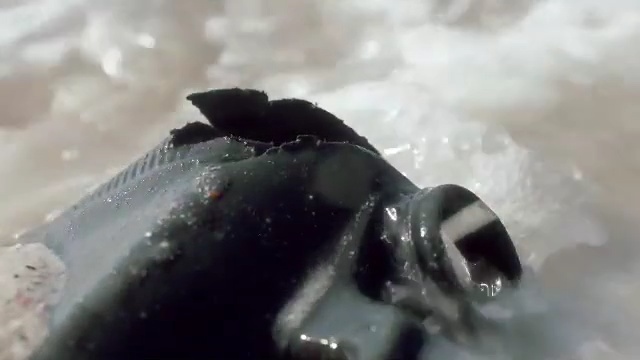 Video Reference: water, geological phenomenon, ice, marine mammal, organism