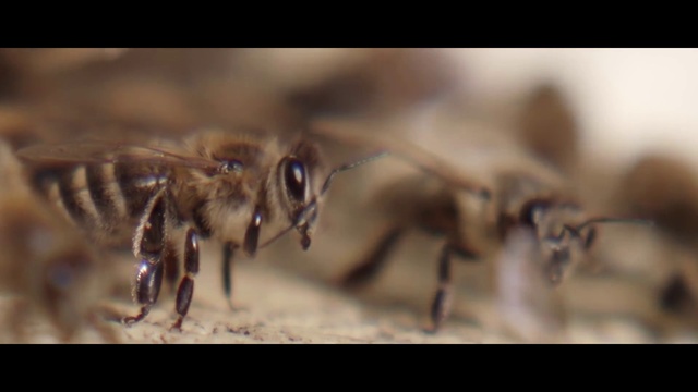 Video Reference: Insect, Honeybee, Bee, Wildlife, Membrane-winged insect, Macro photography, Invertebrate, Pest, Close-up, Organism