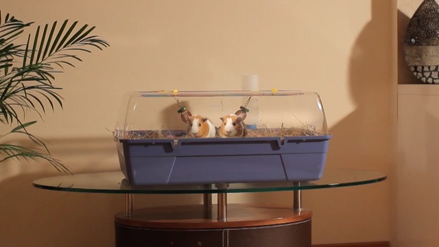 Video Reference: furniture, table, shelf, product, display case, shelving, glass, interior design