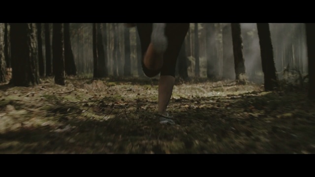 Video Reference: Woodland, Nature, Natural environment, Forest, Tree, Atmospheric phenomenon, Wilderness, Sunlight, Grass, Photography