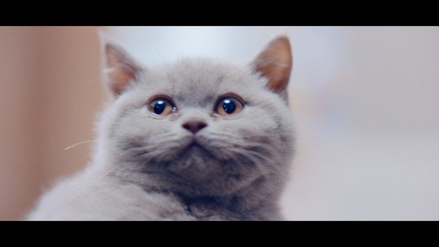 Video Reference: Cat, Mammal, Vertebrate, Small to medium-sized cats, Whiskers, Felidae, Carnivore, Eye, British shorthair, British semi-longhair