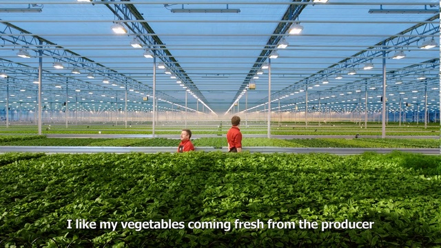 Video Reference: Grass, Greenhouse, Net, Grass, Field, Plant, Line, Lawn, Stadium, Sport venue, Person