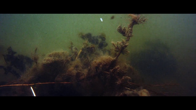 Video Reference: Organism, Sky, Underwater, Plant