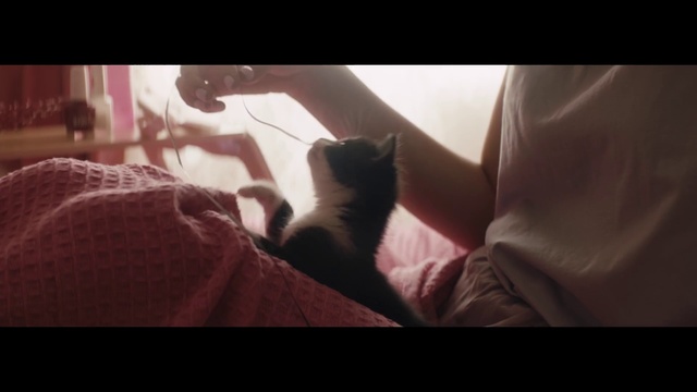 Video Reference: Cat, Photograph, Facial expression, Whiskers, Felidae, Snapshot, Kitten, Nose, Small to medium-sized cats, Human