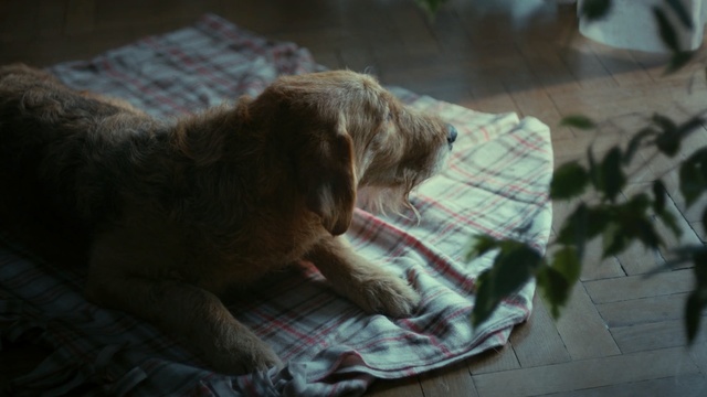 Video Reference: dog, mammal, dog like mammal, dog breed, snout, puppy, dog breed group, carnivoran, sporting group