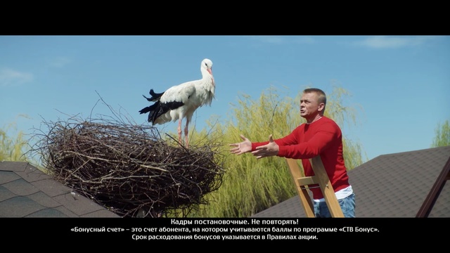 Video Reference: Vertebrate, Bird, White stork, Stork, Ciconiiformes, Adaptation, Beak, Photo caption, Stock photography, Photography