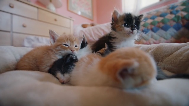 Video Reference: cat, whiskers, mammal, small to medium sized cats, cat like mammal, kitten, fauna, ragdoll, domestic short haired cat, carnivoran