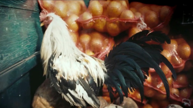 Video Reference: chicken, rooster, galliformes, livestock, poultry, beak, bird, Person
