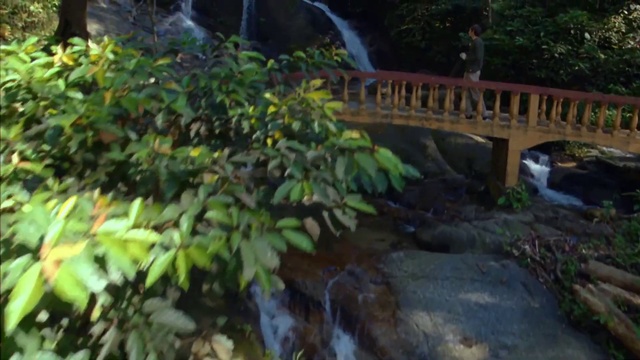 Video Reference: Nature, Vegetation, Nature reserve, Leaf, Tree, Natural environment, Jungle, Watercourse, Rainforest, Plant