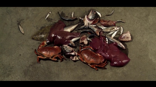 Video Reference: crab, crustacean, rock crab, arthropod, invertebrate, food